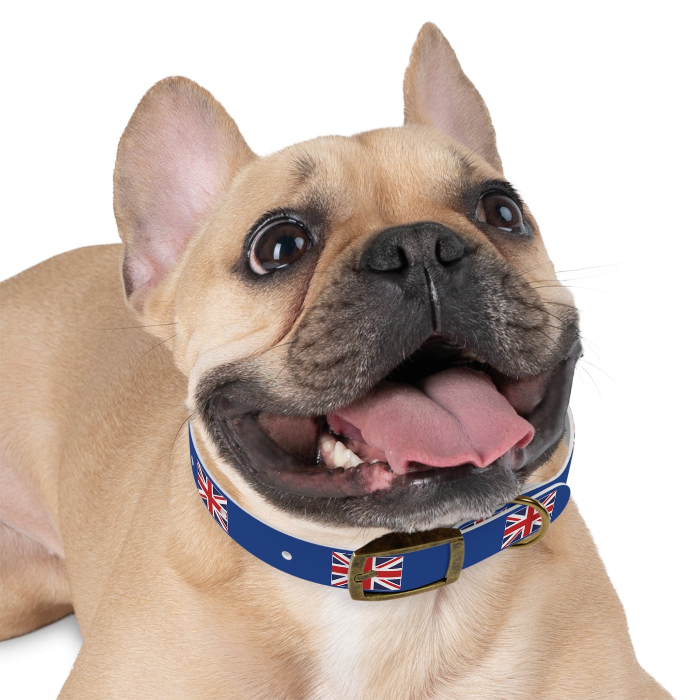 Union Jack Dog Collar